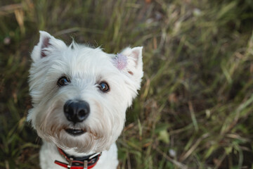 West terrier dog sitting in the field