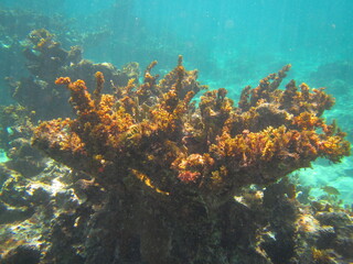 Naklejka na ściany i meble Underwater Coral