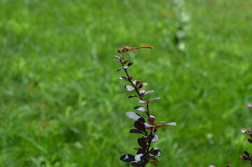 dragonfly on a bush branch