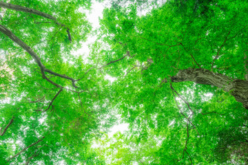 New green leaves in Jindai Botanical Garden神代植物公園の森