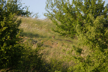 A young fox cub looks out of a hole in the distance. Trees and blue skies all around