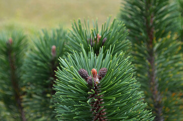 pine tree branches