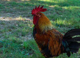 rooster standing on the grass