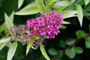 
flowers in the garden