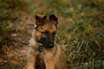 Cute german, belgian shepherd malinois dog puppy portrait in forest, nature