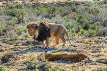African Lion (Panthera leo) resting in the grass. South Africa.