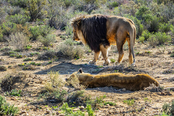 African Lion (Panthera leo) resting in the grass. South Africa.