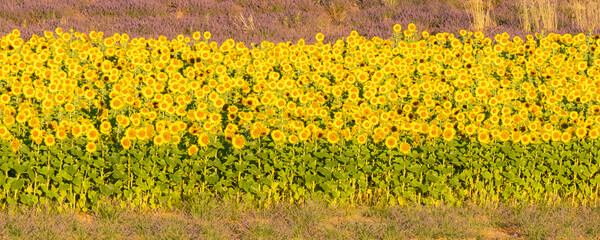 Obraz premium sunflowers in a field