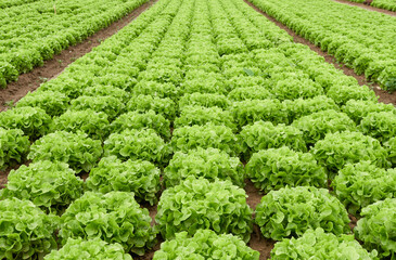 rows of lettuce (eichblatt grün) in field. Germany, Filderstadt.