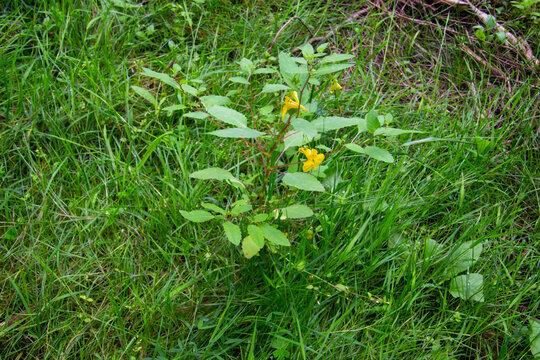 Touch Me Not Balsam Growing In The Forest, Also Called Impatiens Noli Tangere Or Grosses Springkraut