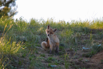 A young fox sits in the shade near its burrow and itches