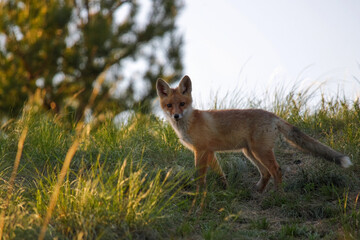A young fox stands in the shade and looks curiously at the camera