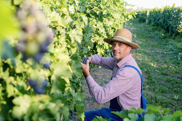 Middle age worker picking ripe grapes