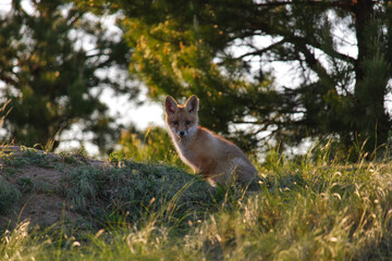 A young fox cub are sitting near their burrow and looking at the camera