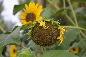 sunflowers in the home garden