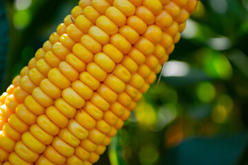 field of corn in the period of milk grain ripeness. silage litter time