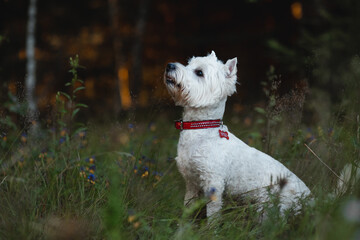 West terrier dog sitting in the field