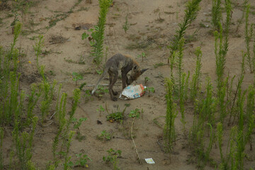 Fototapeta premium A young fox with a skin disease stands on the sand surrounded by grass and looks at household rubbish
