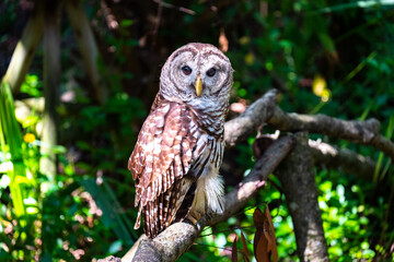 A barred owl sitting on a perch.