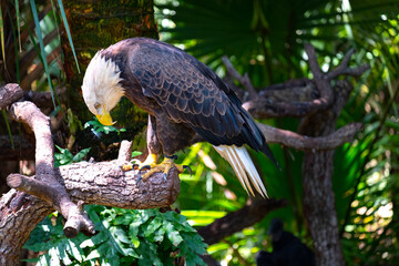 A bald eagle is bent over and looking down as if in prayer.