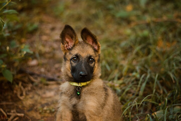 Cute german, belgian shepherd malinois dog puppy portrait in forest, nature