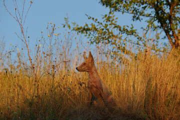An emaciated young fox with a skin disease sits in a thicket of dry yellow grass, against the background you can see the blue sky