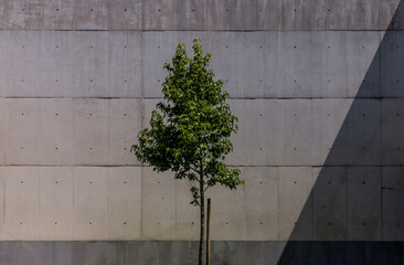 solitaire tree in front of a concrete wall