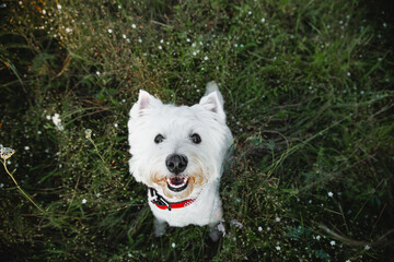 West terrier dog sitting in the field