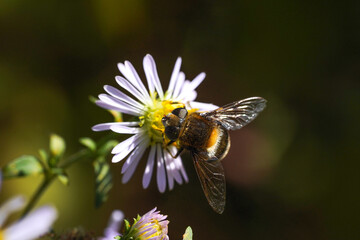 Volucella bombylans var plumata hoverfly. Excellent bumblebee mimic in the family Syrphidae, nectaring on flower