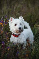 West terrier dog standing in the field