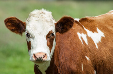 Portrait of a  Dairy cow in rural Ireland