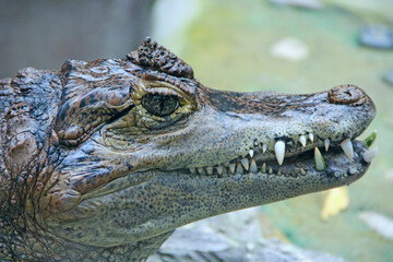 Crocodile head with big teeth close up