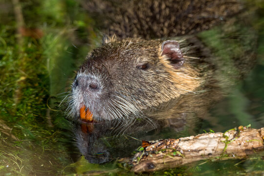 portrait of a coypu with colored teeth