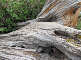 Tree bark 10