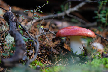 Mushroom with a red hat in the forest
