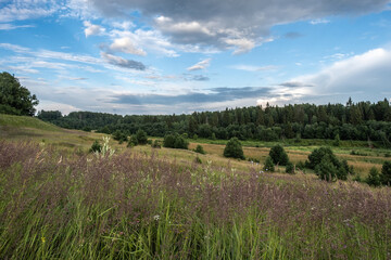 A field with tall grass and a dense green forest and a beautiful cloudy sky.