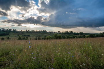A field with tall grass and chicory flowers and dark clouds in the backlight.