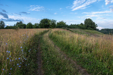 Dirt road going up the meadow overgrown with tall grass.