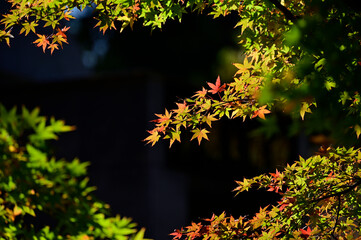 一畑薬師の紅葉