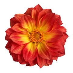 Dahlia isolated on a white background.