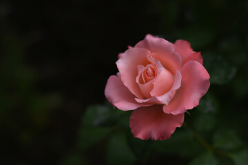 Close up of single natural beautiful rose flower in the garden. Beautiful pink rose flower in the garden.