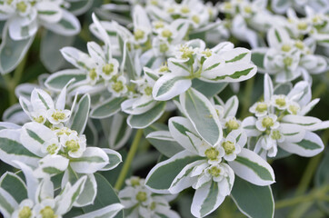 lovely garden flowers
