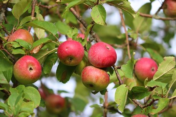 frische rote Äpfel am Baum