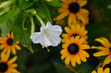 morning dew on coral flowers