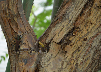 barbel beetle sitting on a tree