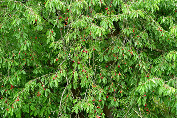 Verneuil sur Seine; France - june 4 2020 : cherry tree