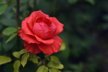 Close up of single natural beautiful rose flower in the garden. Beautiful red rose flower in the garden.
