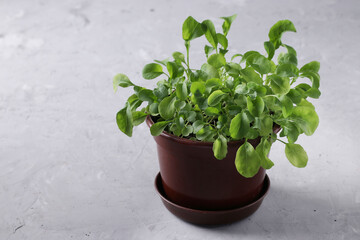 Grown arugula in a brown pot on a gray background, Closeup, Horizontal format
