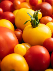 Collection of red, orange and yellow tomato cultivars