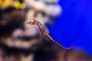 A seahorse in a spacious aquarium on a blue background. Underwater life. A giant saltwater aquarium. Relaxation and therapy for kids in the aquarium.